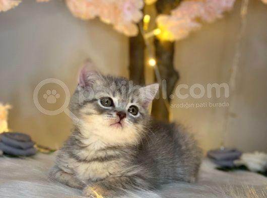 Show Güzelli̇k Bri̇ti̇sh Shorthai̇r Blue Golden görsel