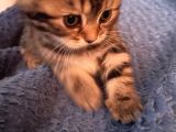 White Ve Brown Tabby Scotti̇sh Fold Yavrular