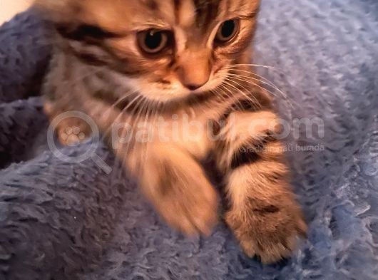 White Ve Brown Tabby Scotti̇sh Fold Yavrular görsel