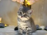 Kusursuz Güzelli̇k Bri̇ti̇sh Shorthai̇r Blue Golden