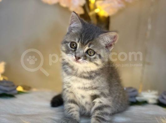 Kusursuz Güzelli̇k Bri̇ti̇sh Shorthai̇r Blue Golden görsel