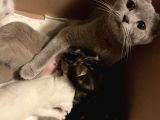 White Ve Brown Tabby Scotti̇sh Fold Yavrular