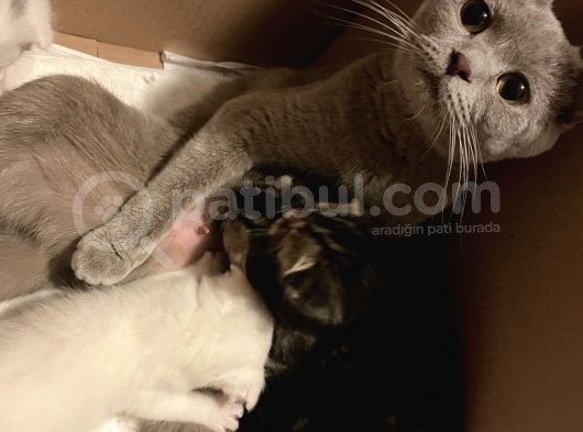 White Ve Brown Tabby Scotti̇sh Fold Yavrular görsel