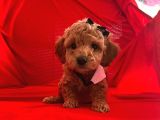 Safkan Toy Poodle Yavrularımız