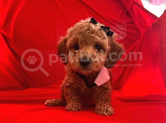Safkan Toy Poodle Yavrularımız görsel