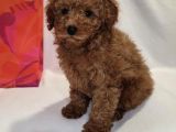 Di̇şi̇ Erkek Red Brown Toy Poodle Bebekler