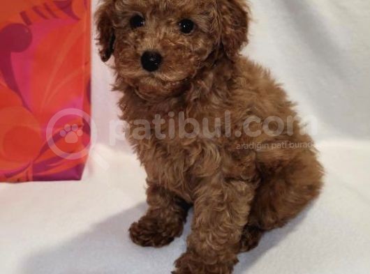 Di̇şi̇ Erkek Red Brown Toy Poodle Bebekler görsel