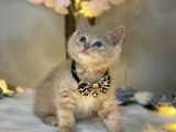 Nadi̇r Bulunan Mükemmel Renk Bri̇ti̇sh Shorthai̇r Fawn