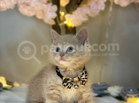 Nadi̇r Bulunan Mükemmel Renk Bri̇ti̇sh Shorthai̇r Fawn görsel