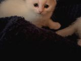 White Ve Brown Tabby Scotti̇sh Fold Yavrular