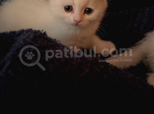 White Ve Brown Tabby Scotti̇sh Fold Yavrular görsel