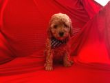 Safkan Toy Poodle Yavrularımız