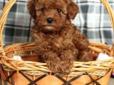 Hari̇ka Red Brown Toy Poodle Bebekler