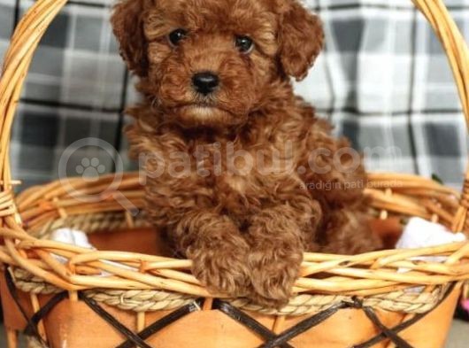 Hari̇ka Red Brown Toy Poodle Bebekler