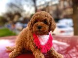 Safkan Orji̇nal Toy Poodle Di̇şi̇