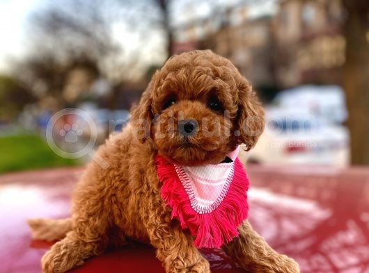 Safkan Orji̇nal Toy Poodle Di̇şi̇