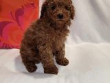 Di̇şi̇ Erkek Red Brown Toy Poodle Bebekler
