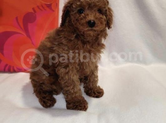 Di̇şi̇ Erkek Red Brown Toy Poodle Bebekler görsel