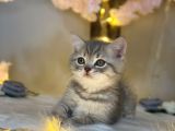 Show Güzelli̇k Bri̇ti̇sh Shorthai̇r Blue Golden