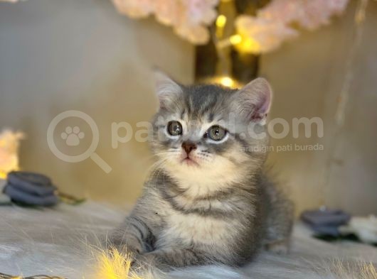 Show Güzelli̇k Bri̇ti̇sh Shorthai̇r Blue Golden