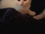White Ve Brown Tabby Scotti̇sh Fold Yavrular
