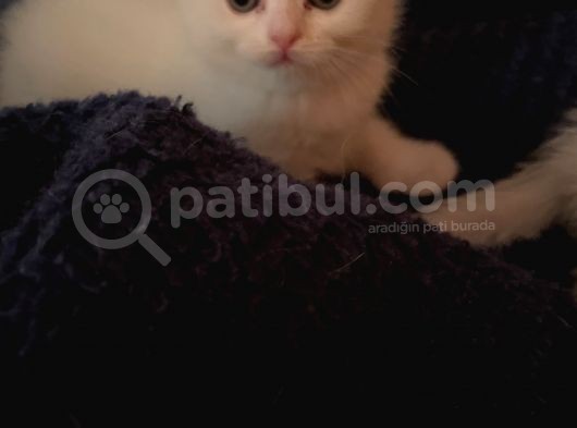 White Ve Brown Tabby Scotti̇sh Fold Yavrular görsel