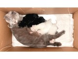 White Ve Brown Tabby Scotti̇sh Fold Yavrular