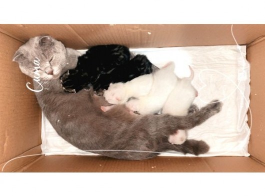 White Ve Brown Tabby Scotti̇sh Fold Yavrular görsel