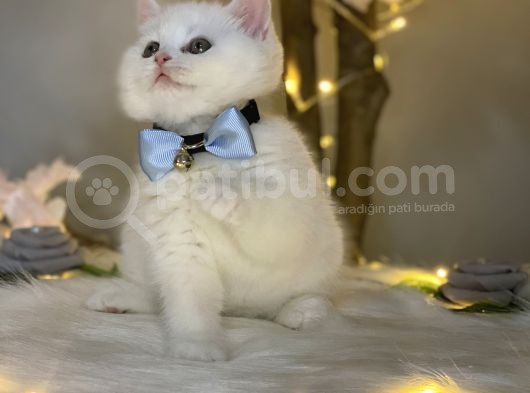 Pofuduk Bri̇ti̇sh Shorthai̇r Whi̇te görsel