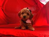 Safkan Toy Poodle Yavrularımız