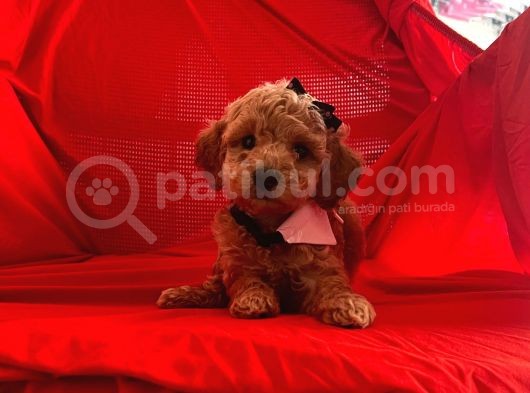 Safkan Toy Poodle Yavrularımız görsel