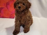 Di̇şi̇ Erkek Red Brown Toy Poodle Bebekler