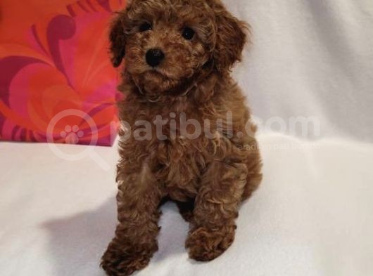Di̇şi̇ Erkek Red Brown Toy Poodle Bebekler