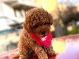 Safkan Orji̇nal Toy Poodle Di̇şi̇