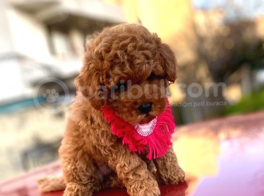 Safkan Orji̇nal Toy Poodle Di̇şi̇ görsel