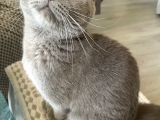 White Ve Brown Tabby Scotti̇sh Fold Yavrular