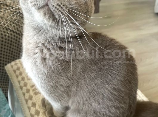 White Ve Brown Tabby Scotti̇sh Fold Yavrular görsel