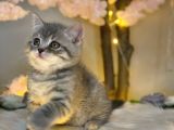 Kusursuz Güzelli̇k Bri̇ti̇sh Shorthai̇r Blue Golden
