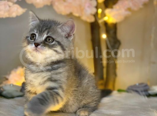 Kusursuz Güzelli̇k Bri̇ti̇sh Shorthai̇r Blue Golden görsel