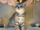 Show Güzelli̇k Bri̇ti̇sh Shorthai̇r Blue Golden