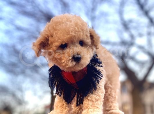 Apricot Erkek Orjinal Toy Poodle görsel