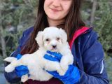 Maltese Yavrular (Bursa Köpek Okulu)