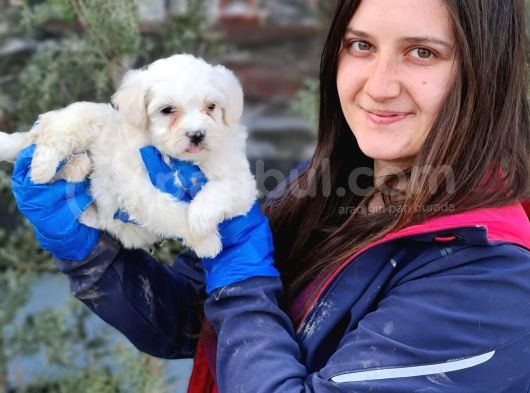 Maltese Yavrular (Bursa Köpek Okulu) görsel