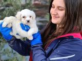Maltese Yavrular (Bursa Köpek Okulu)
