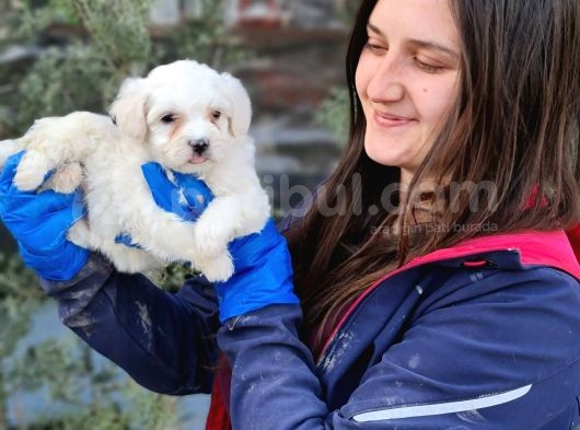 Maltese Yavrular (Bursa Köpek Okulu)