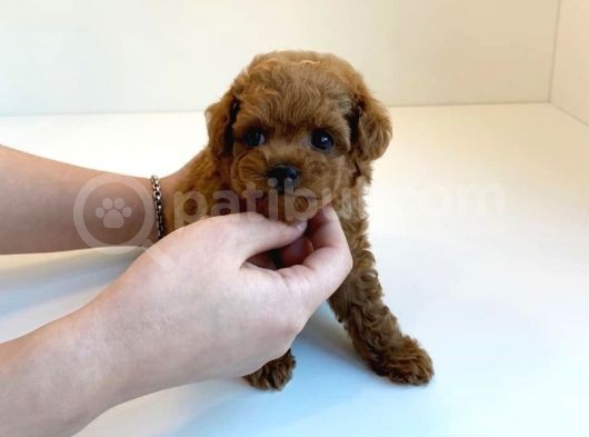 Irk Ve Sağlık Garantili Red Toy Poodle Yavrulari görsel