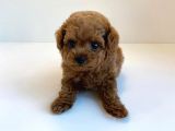 Irk Ve Sağlık Garantili Red Toy Poodle Yavrulari