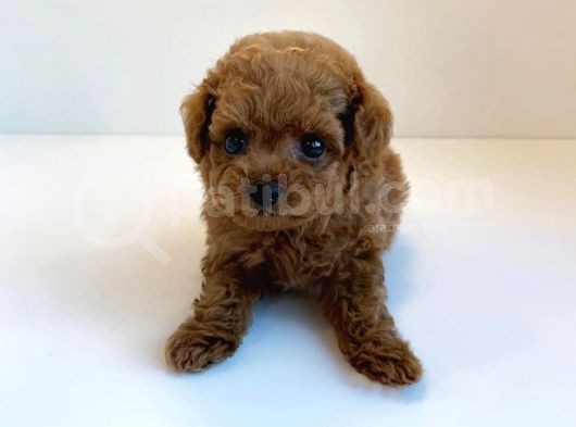 Irk Ve Sağlık Garantili Red Toy Poodle Yavrulari görsel