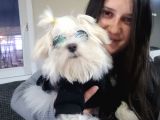 Maltese Yavrular (Bursa Köpek Okulu)