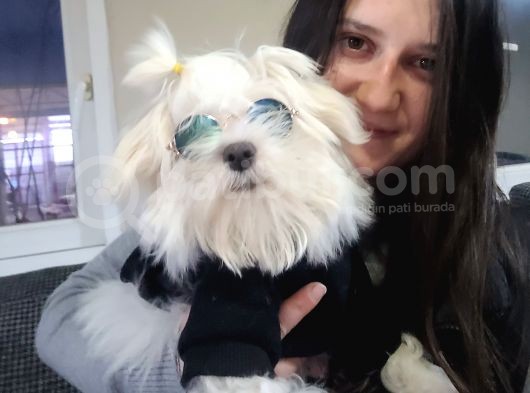 Maltese Yavrular (Bursa Köpek Okulu) görsel